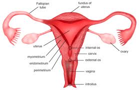 The Female Reproductive System DVD artwork