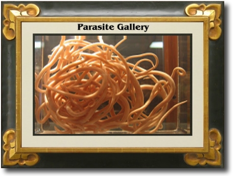 Parasites in Human Body cover