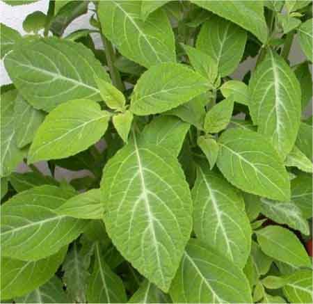 Salvia Divinorum cover