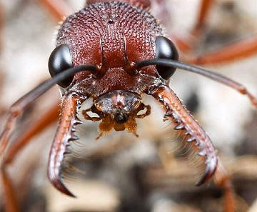 Siafu ANTS cover